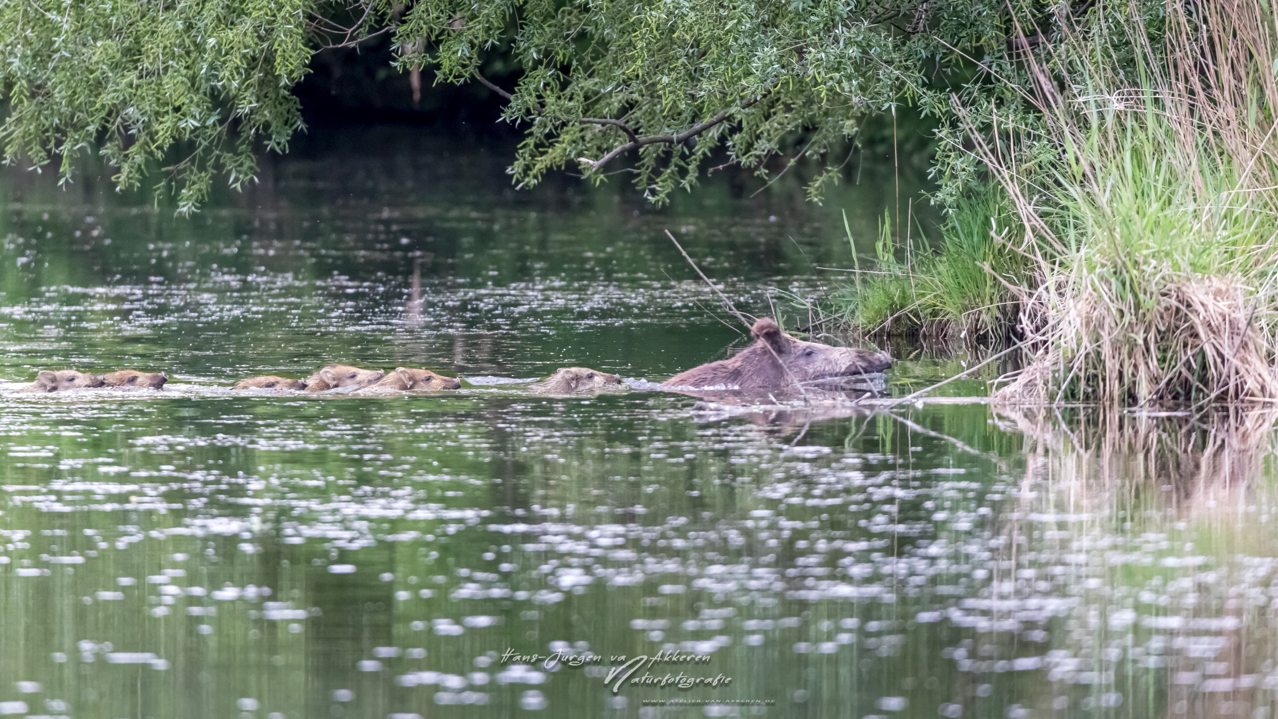 _DM43387_Wildschweine im Taubergiessen